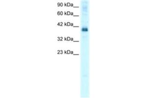 Western Blotting (WB) image for anti-TSC22 Domain Family, Member 4 (TSC22D4) antibody (ABIN2460172)