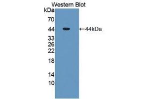 Western blot analysis of recombinant Human MDM2. (MDM2 Antikörper  (AA 1-321))