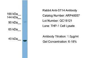 WB Suggested Anti-ST14  Antibody Titration: 0.