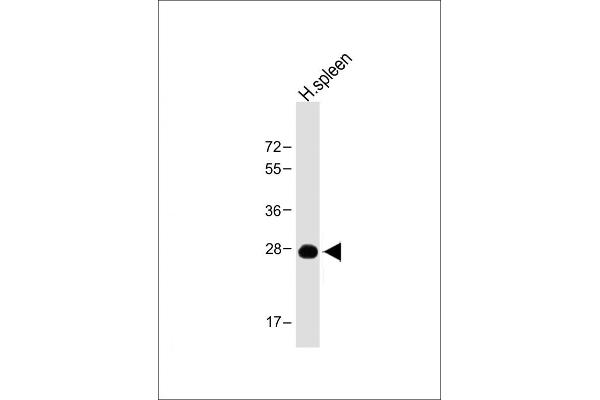 Kallikrein 10 antibody  (C-Term)