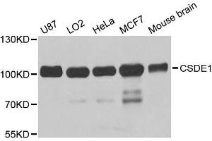 Western blot analysis of extracts of various cell lines, using CSDE1 antibody (ABIN5973538) at 1/1000 dilution. (CDSE1 Antikörper)