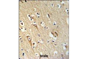ALG10 Antibody IHC analysis in formalin fixed and paraffin embedded brain tissue followed by peroxidase conjugation of the secondary antibody and DAB staining. (ALG10 Antikörper  (N-Term))