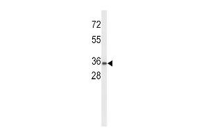 Western blot analysis of UPK1A Antibody (C-term) (ABIN653173 and ABIN2842735) in K562 cell line lysates (35 μg/lane). (UPK1A Antikörper  (C-Term))