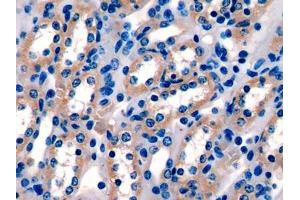 IHC-P analysis of Mouse Kidney Tissue, with DAB staining. (PIGR Antikörper  (AA 463-563))