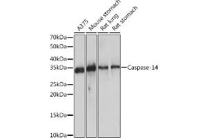 Western blot analysis of extracts of various cell lines, using Caspase-14 Rabbit mAb (ABIN7266113) at 1:1000 dilution. (CASP14 Antikörper)