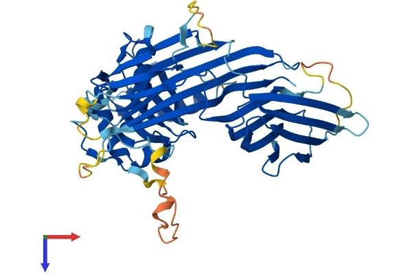 AP4M1 Protein (AA 1-449) (His tag)