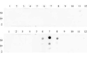 Histone H3 dimethyl Lys27 antibody (pAb) tested by dot blot analysis. (Histone 3 Antikörper  (2meLys27))