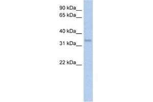 Western Blotting (WB) image for anti-Carbonic Anhydrase IV (CA4) antibody (ABIN2462402) (CA4 Antikörper)