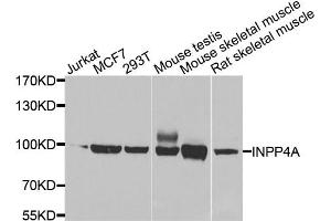 Western blot analysis of extracts of various cell lines, using INPP4A antibody. (INPP4A Antikörper)