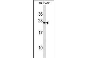 PRRX2 Antibody (C-term) (ABIN1881691 and ABIN2838766) western blot analysis in mouse liver tissue lysates (35 μg/lane). (PRRX2 Antikörper  (C-Term))