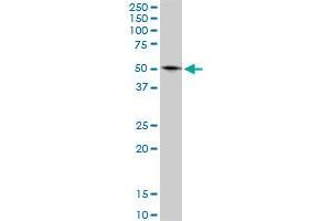 Western Blotting (WB) image for anti-Glutamate Dehydrogenase 2 (GLUD2) (AA 1-264) antibody (ABIN516083)