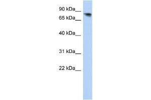 Western Blotting (WB) image for anti-Protocadherin alpha 12 (PCDHA12) antibody (ABIN2459278)