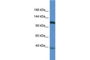 Image no. 1 for anti-Myocardin (MYOCD) (AA 237-286) antibody (ABIN6746324) (Myocardin Antikörper  (AA 237-286))