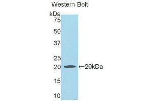Western Blotting (WB) image for anti-Hemopexin (HPX) (AA 24-173) antibody (ABIN1859200) (Hemopexin Antikörper  (AA 24-173))