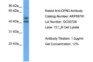 WB Suggested Anti-OPN3  Antibody Titration: 0.