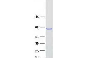 Validation with Western Blot (TEX13A Protein (Myc-DYKDDDDK Tag))