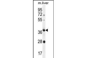 OR4A15 Antibody (C-term) (ABIN655924 and ABIN2845319) western blot analysis in mouse liver tissue lysates (35 μg/lane).