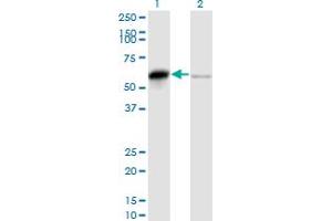 Western Blot analysis of SERBP1 expression in transfected 293T cell line by PAI-RBP1 monoclonal antibody (M01), clone 1D2-2E9.
