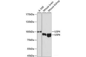 Western blot analysis of extracts of various cell lines using USP4 Polyclonal Antibody at dilution of 1:3000. (USP4 Antikörper)