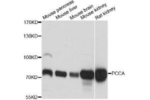 Western blot analysis of extracts of various cell lines, using PCCA antibody (ABIN5996235) at 1:3000 dilution. (PCCA Antikörper)