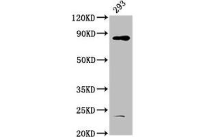 Western Blot Positive WB detected in: 293 whole cell lysate All lanes: HOOK3 antibody at 4. (HOOK3 Antikörper  (AA 357-455))
