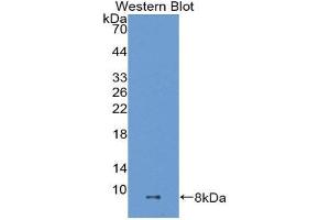 Western Blotting (WB) image for anti-ADAM Metallopeptidase with thrombospondin Type 1 Motif, 8 (ADAMTS8) (AA 832-889) antibody (ABIN1077728)