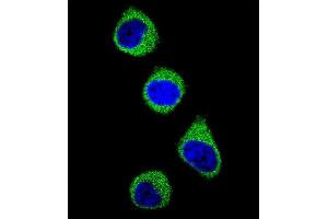 Confocal immunofluorescent analysis of MTHFD1 Antibody (Center ) f with 293 cell followed by Alexa Fluor 488-conjugated goat anti-rabbit lgG (green). (MTHFD1 Antikörper  (AA 535-562))