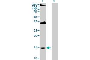 Western Blot analysis of PRM1 expression in transfected 293T cell line by PRM1 MaxPab polyclonal antibody. (PRM1 Antikörper  (AA 1-51))