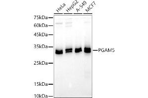 Western blot analysis of extracts of various cell lines, using PG antibody (ABIN7269317) at 1:500 dilution. (PGAM5 Antikörper  (AA 30-225))