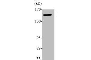Western Blot analysis of K562 cells using EEA1 Polyclonal Antibody (EEA1 Antikörper  (N-Term))