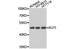 Western Blotting (WB) image for anti-Kruppel-Like Factor 5 (Intestinal) (KLF5) antibody (ABIN1873434)