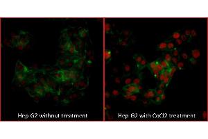 Immunofluorescence (IF) image for anti-Endothelial PAS Domain Protein 1 (EPAS1) (AA 400-450) antibody (ABIN7454018)