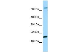 WB Suggested Anti-Hbe1 Antibody Titration: 1. (Hemoglobin, epsilon 1 (HBe1) (N-Term) Antikörper)