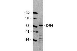 Western blot analysis of DR4 in HeLa cell lysate with DR4 antibody at 1μg/ml. (TNFRSF10A Antikörper)