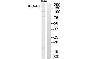 Western blot analysis of extracts from HeLa cells, using IQGAP1 antibody. (IQGAP1 Antikörper  (N-Term))