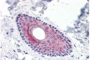 Human Skin, Hair Follicle (formalin-fixed, paraffin-embedded) stained with LYPD3 antibody ABIN351429 at 15 ug/ml followed by biotinylated goat anti-rabbit IgG secondary antibody ABIN481713, alkaline phosphatase-streptavidin and chromogen. (LYPD3 Antikörper  (C-Term))