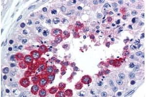 Human Testis (formalin-fixed, paraffin-embedded) stained with TAAR1 antibody ABIN290213 at 10 ug/ml followed by biotinylated goat anti-rabbit IgG secondary antibody ABIN481713, alkaline phosphatase-streptavidin and chromogen. (TAAR1 Antikörper  (AA 225-250))