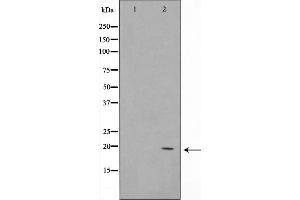 COX4I2 Antikörper  (Internal Region)