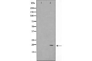 Western blot analysis on K562 cell lysate using COX42 Antibody，The lane on the left is treated with the antigen-specific peptide. (COX4I2 Antikörper  (Internal Region))