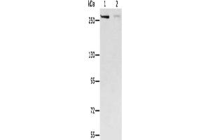 Gel: 6 % SDS-PAGE, Lysate: 40 μg, Lane 1-2: Hela cells, 293T cells, Primary antibody: ABIN7130197(MCM3AP Antibody) at dilution 1/250, Secondary antibody: Goat anti rabbit IgG at 1/8000 dilution, Exposure time: 20 seconds (GANP Antikörper)
