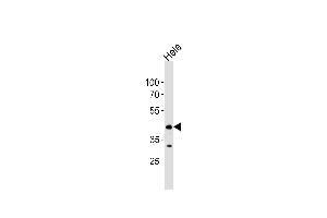 Western blot analysis of lysate from Hela cell line, using JNK1 antibody (ABIN654887 and ABIN2844539). (JNK Antikörper  (AA 159-195))