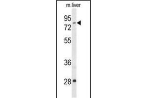 Western blot analysis of ACSS2 Antibody (N-term) (ABIN653559 and ABIN2842938) in mouse liver tissue lysates (35 μg/lane). (ACSS2 Antikörper  (N-Term))