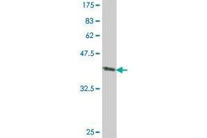 Western Blotting (WB) image for anti-Cell Adhesion Molecule 1 (CADM1) (AA 151-250) antibody (ABIN565153)