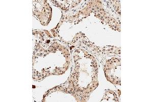 Immunohistochemical analysis of C on paraffin-embedded human testis tissue was performed on the Leica®BOND RXm. (PDCD4 Antikörper  (AA 121-149))