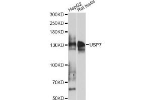 Western blot analysis of extracts of various cell lines, using USP7 antibody (ABIN6293331) at 1:1000 dilution. (USP7 Antikörper)
