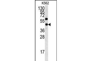 Western blot analysis of LYAR antibody (N-term) (ABIN391498 and ABIN2841463) in K562 cell line lysates (35 μg/lane). (LYAR Antikörper  (N-Term))