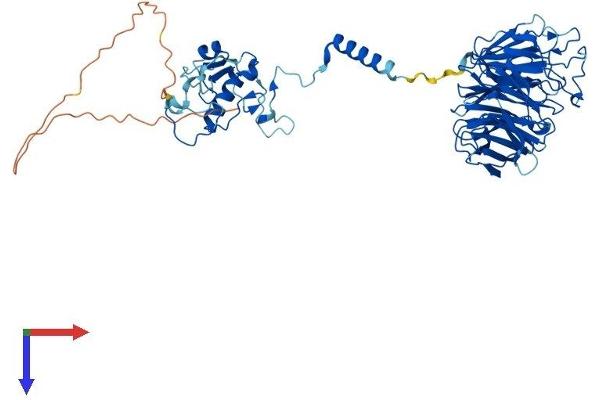 CDC40 Protein (AA 1-579) (His tag)