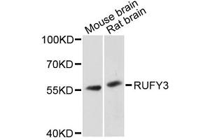 Western blot analysis of extracts of various cell lines, using RUFY3 antibody. (RUFY3 Antikörper)