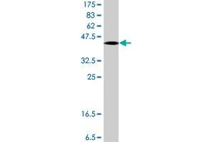 Western Blotting (WB) image for anti-Cleavage Stimulation Factor, 3' Pre-RNA, Subunit 3, 77kDa (CSTF3) (AA 1-103) antibody (ABIN560512)