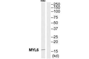 Western blot analysis of extracts from K562 cells, using MYL6 antibody. (MYL6 Antikörper  (C-Term))